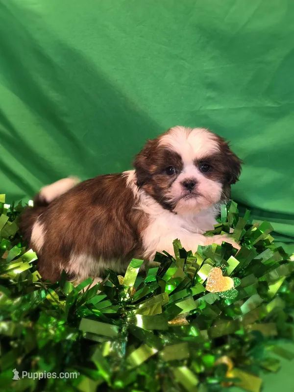 Floyd – Shih Tzu puppy for sale in Fowlerville, MI