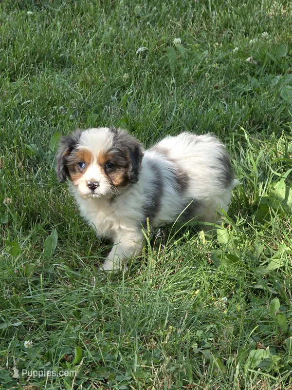 Helen – Cavapoo puppy for sale in Fowlerville, MI