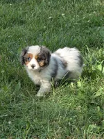 Helen, a female Cavapoo for sale in Fowlerville, MI – 1 of 1