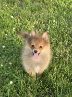 Dodger, a male Pomeranian for sale in Fowlerville, MI – 1 of 1