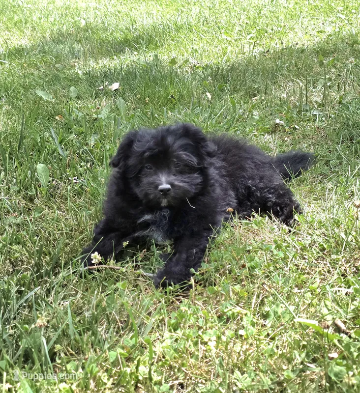 Zeek – Pomapoo puppy for sale in Fowlerville, MI