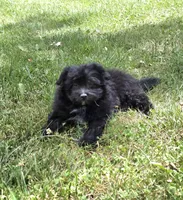 Zeek, a male Pomapoo for sale in Fowlerville, MI – 1 of 2
