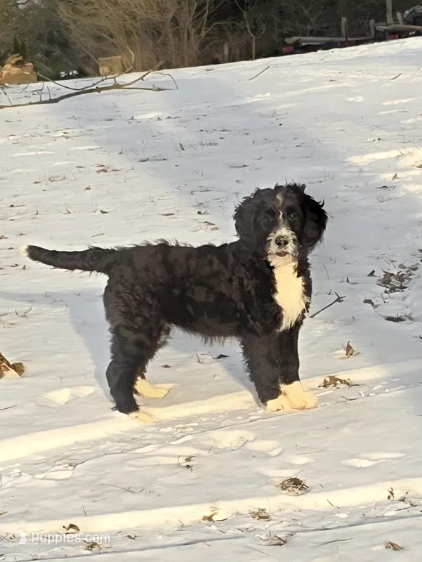 Arianna, a female Bernedoodle for sale in Fowlerville, MI – Photo 1 of 1