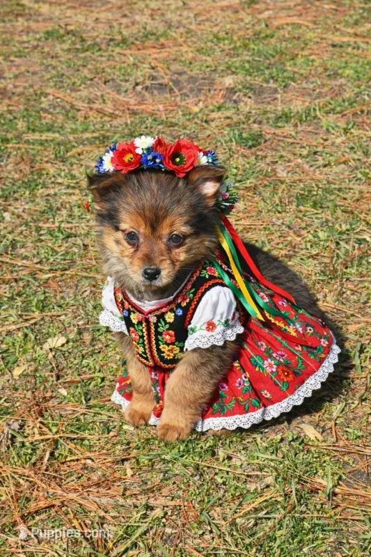 Dolly – Yorkipoo puppy for sale in Fowlerville, MI