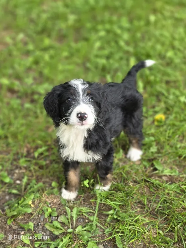 Hazel – Miniature Bernedoodle puppy for sale in Fowlerville, MI