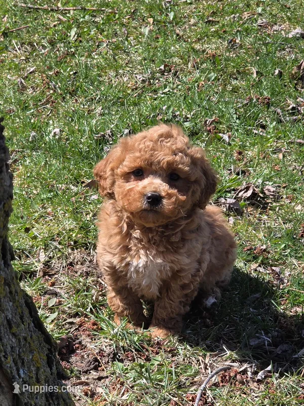 Jesse – Poodle - Toy  puppy for sale in Fowlerville, MI