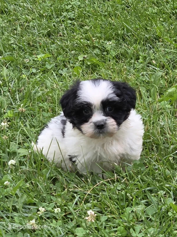 Clark – Shihpoo puppy for sale in Fowlerville, MI