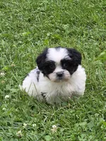 Clark, a male Shihpoo for sale in Fowlerville, MI – 1 of 1