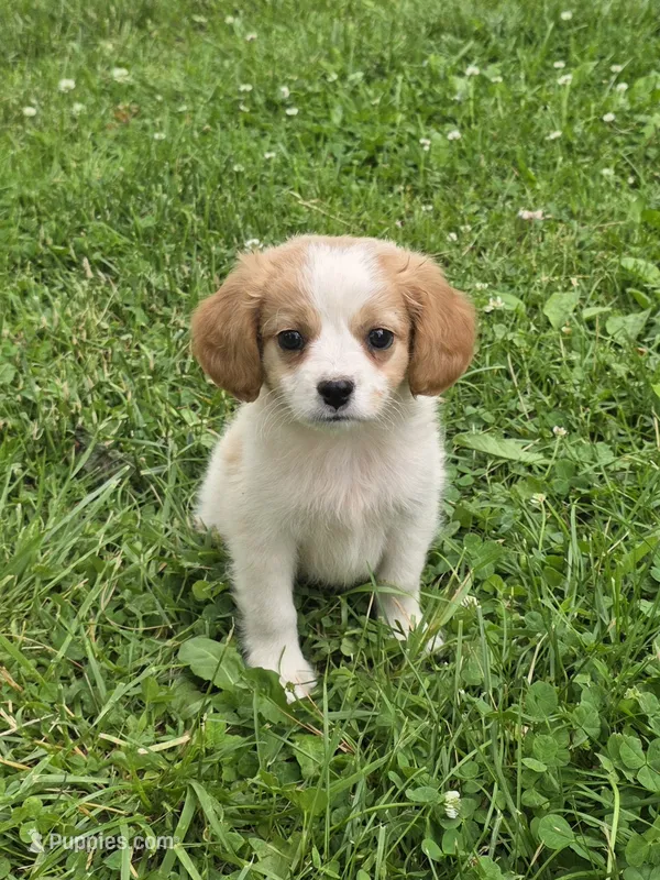 Vito – Cavalier King Charles Spaniel, Miniature Aussiedoodle puppy for sale in Fowlerville, MI