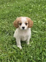 Vito, a male Cavalier King Charles Spaniel and Miniature Aussiedoodle for sale in Fowlerville, MI – 1 of 1
