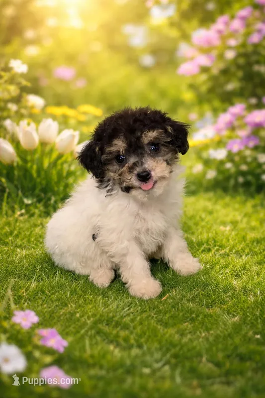 Harper – Bichpoo puppy for sale in Fowlerville, MI