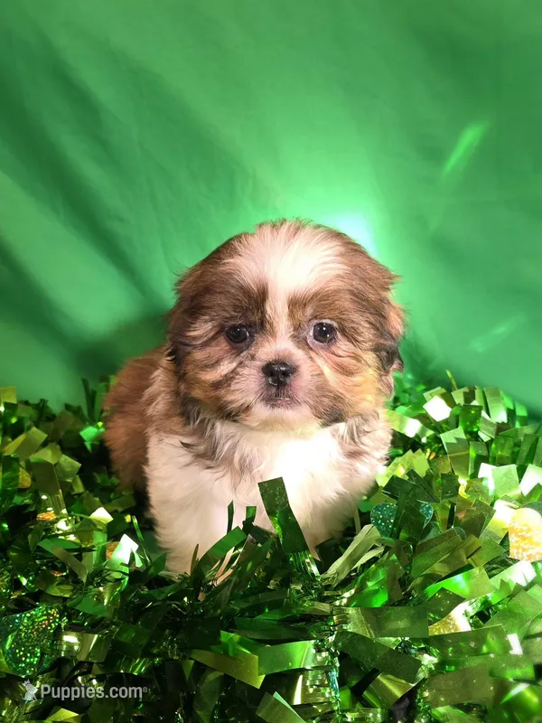 Flora, a female Shih Tzu for sale in Fowlerville, MI – Photo 1 of 1