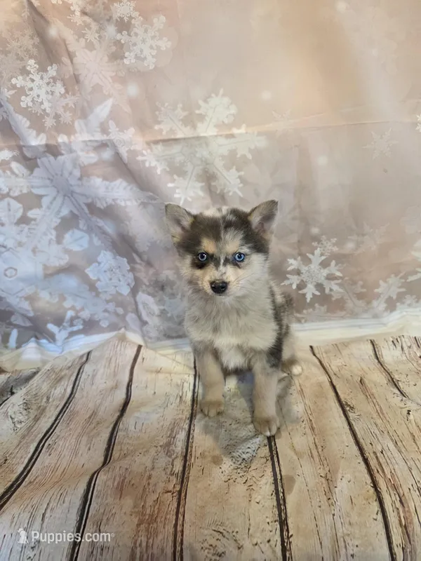 Cain, a male Pomsky for sale in Fowlerville, MI – Photo 1 of 1