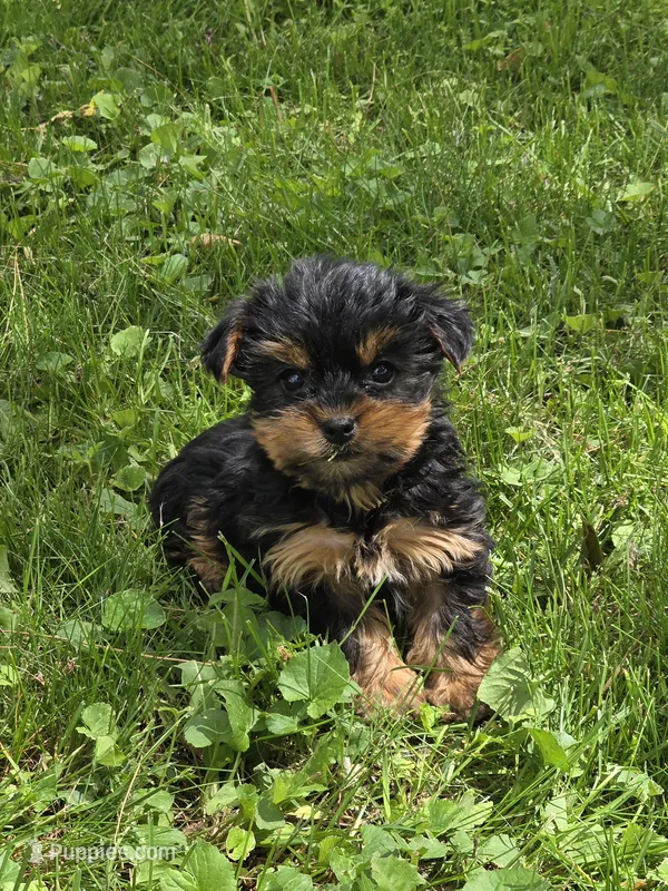 Penny – Yorkshire Terrier puppy for sale in Fowlerville, MI