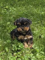 Penny, a female Yorkshire Terrier for sale in Fowlerville, MI – 1 of 1