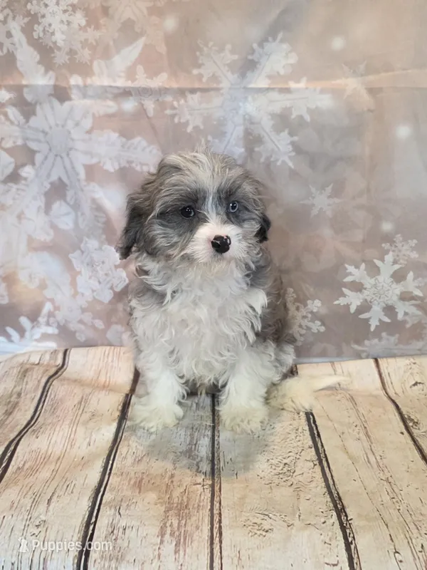 Carlton, a male Cavapoo for sale in Fowlerville, MI – Photo 1 of 1