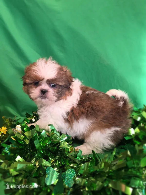Frances – Shih Tzu puppy for sale in Fowlerville, MI
