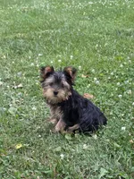 Pocket, a female Yorkshire Terrier for sale in Fowlerville, MI – 2 of 3