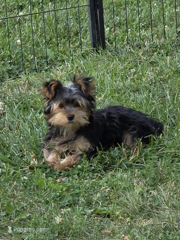 Pocket – Yorkshire Terrier puppy for sale in Fowlerville, MI