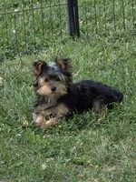 Pocket, a female Yorkshire Terrier for sale in Fowlerville, MI – 1 of 3