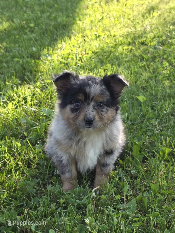 Willa – Miniature Australian Shepherd puppy for sale in Fowlerville, MI