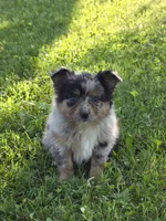Willa, a female Miniature Australian Shepherd for sale in Fowlerville, MI – 1 of 1