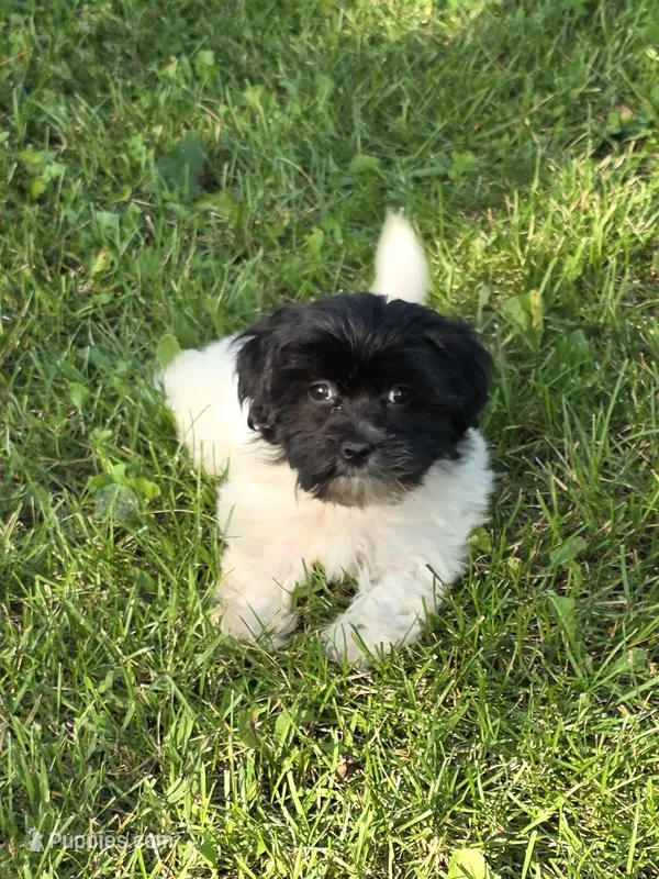Charlotte – Shihpoo puppy for sale in Fowlerville, MI