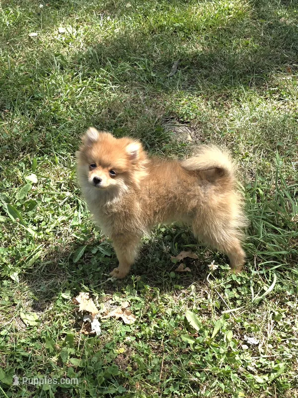Diva – Pomeranian puppy for sale in Fowlerville, MI