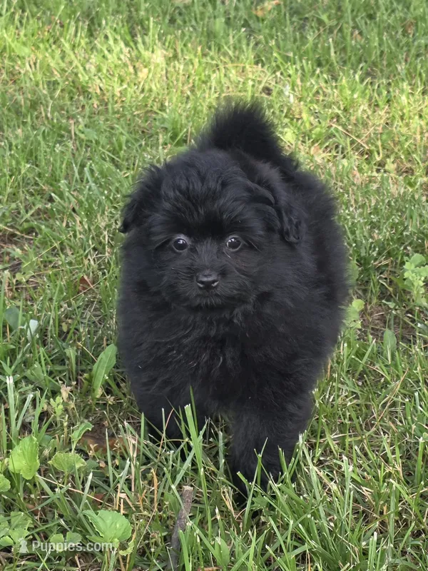 Andy – Pomapoo puppy for sale in Fowlerville, MI