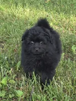 Andy, a male Pomapoo for sale in Fowlerville, MI – 1 of 1