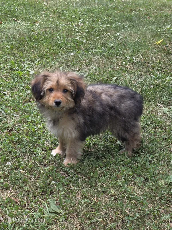 Bailey – Pomapoo, Yorkshire Terrier puppy for sale in Fowlerville, MI