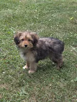 Bailey, a female Pomapoo and Yorkshire Terrier for sale in Fowlerville, MI – 1 of 2