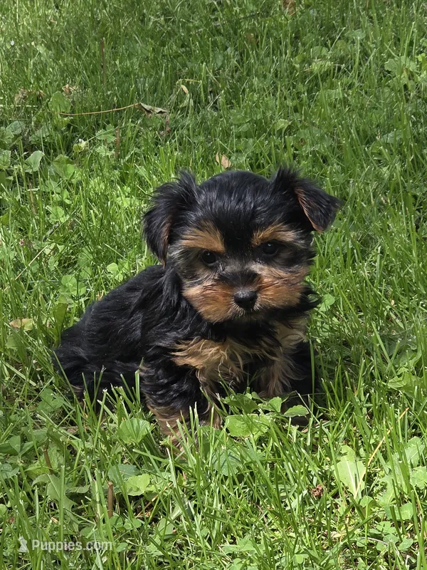 Patty – Yorkshire Terrier puppy for sale in Fowlerville, MI