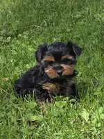Patty, a female Yorkshire Terrier for sale in Fowlerville, MI – 1 of 1