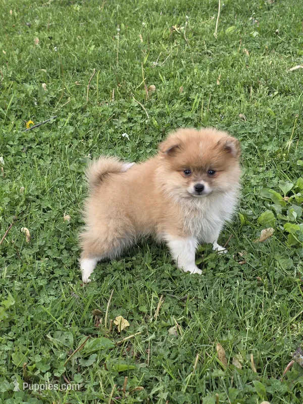 Raymond – Pomeranian puppy for sale in Fowlerville, MI