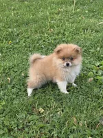 Raymond, a male Pomeranian for sale in Fowlerville, MI – 1 of 1