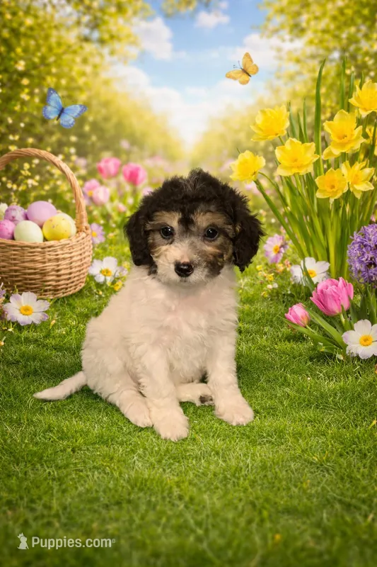 Helen – Bichpoo puppy for sale in Fowlerville, MI