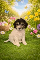 Helen, a female Bichpoo for sale in Fowlerville, MI – 1 of 1