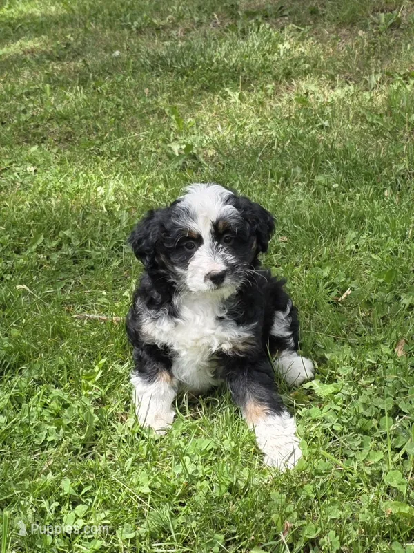 Paris – Miniature Aussiedoodle puppy for sale in Fowlerville, MI