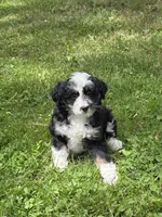 Paris, a female Miniature Aussiedoodle for sale in Fowlerville, MI – 1 of 1