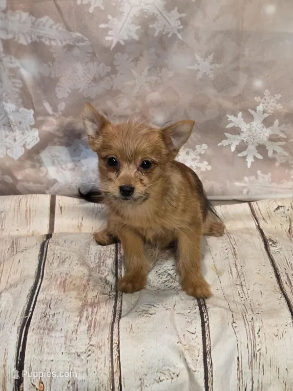 Tinsel, a male Yorkshire Terrier for sale in Fowlerville, MI – Photo 1 of 1
