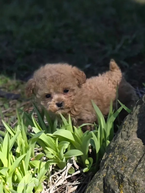 Johnny, a male Poodle - Toy  for sale in Fowlerville, MI – Photo 1 of 1