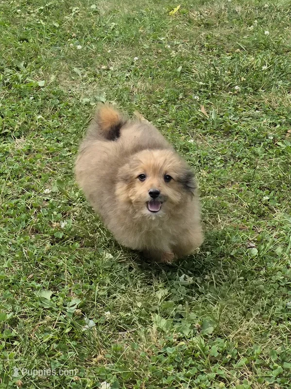 Zoe – Pomapoo puppy for sale in Fowlerville, MI