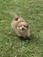 Zoe, a female Pomapoo for sale in Fowlerville, MI – 1 of 2