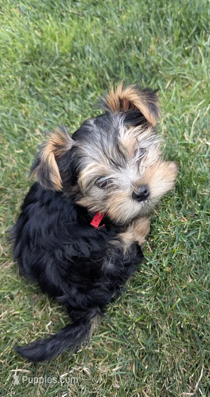 Hershey  – Yorkshire Terrier puppy for sale in Spokane, WA