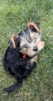 Hershey , a male Yorkshire Terrier for sale in Spokane, WA – 1 of 3
