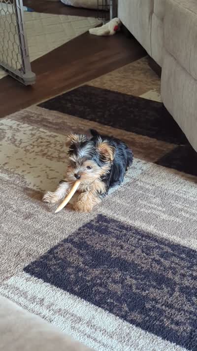 Hershey , a male Yorkshire Terrier for sale in Spokane, WA – 3 of 3