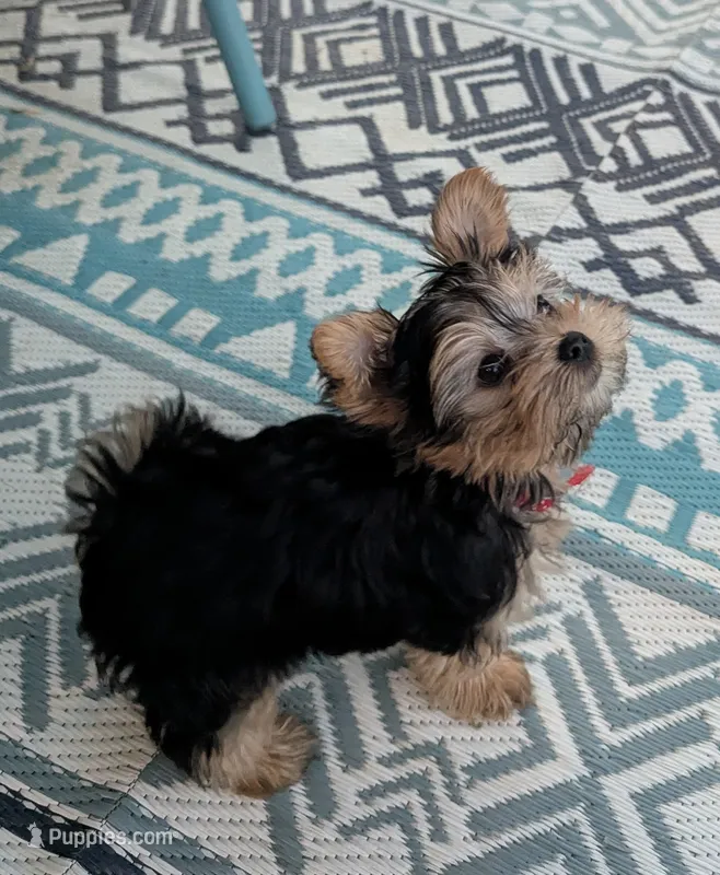 Hershey  – Yorkshire Terrier puppy for sale in Spokane, WA