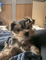 Hershey , a male Yorkshire Terrier for sale in Spokane, WA – 2 of 3