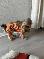 Santiago , a male Yorkshire Terrier for sale in Dayton, OH – Photo 5 of 5